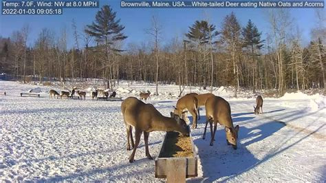 brownville food pantry for deer live|Trump Announces Border Czar